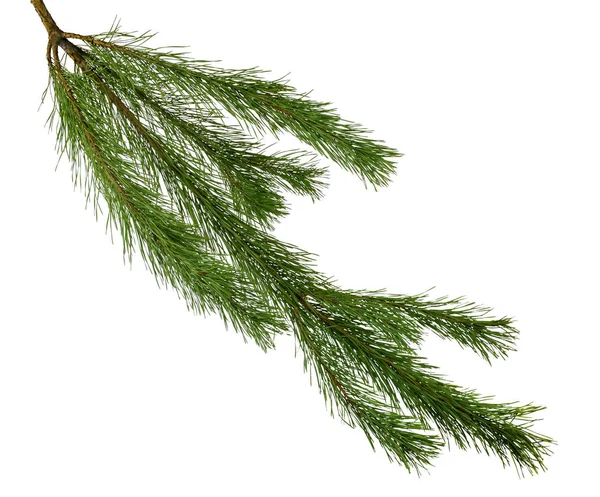 Pine branches isolated on white background without shadow. — Stock Photo, Image