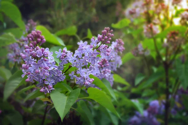 Flores lila ramo violeta arte diseño fondo. Hermoso viol —  Fotos de Stock