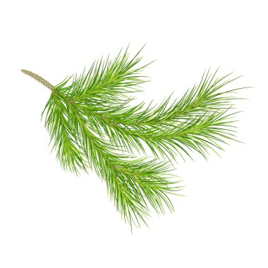  Çam dalı. yakın çekim. İzole. Vektör çizim. EPS