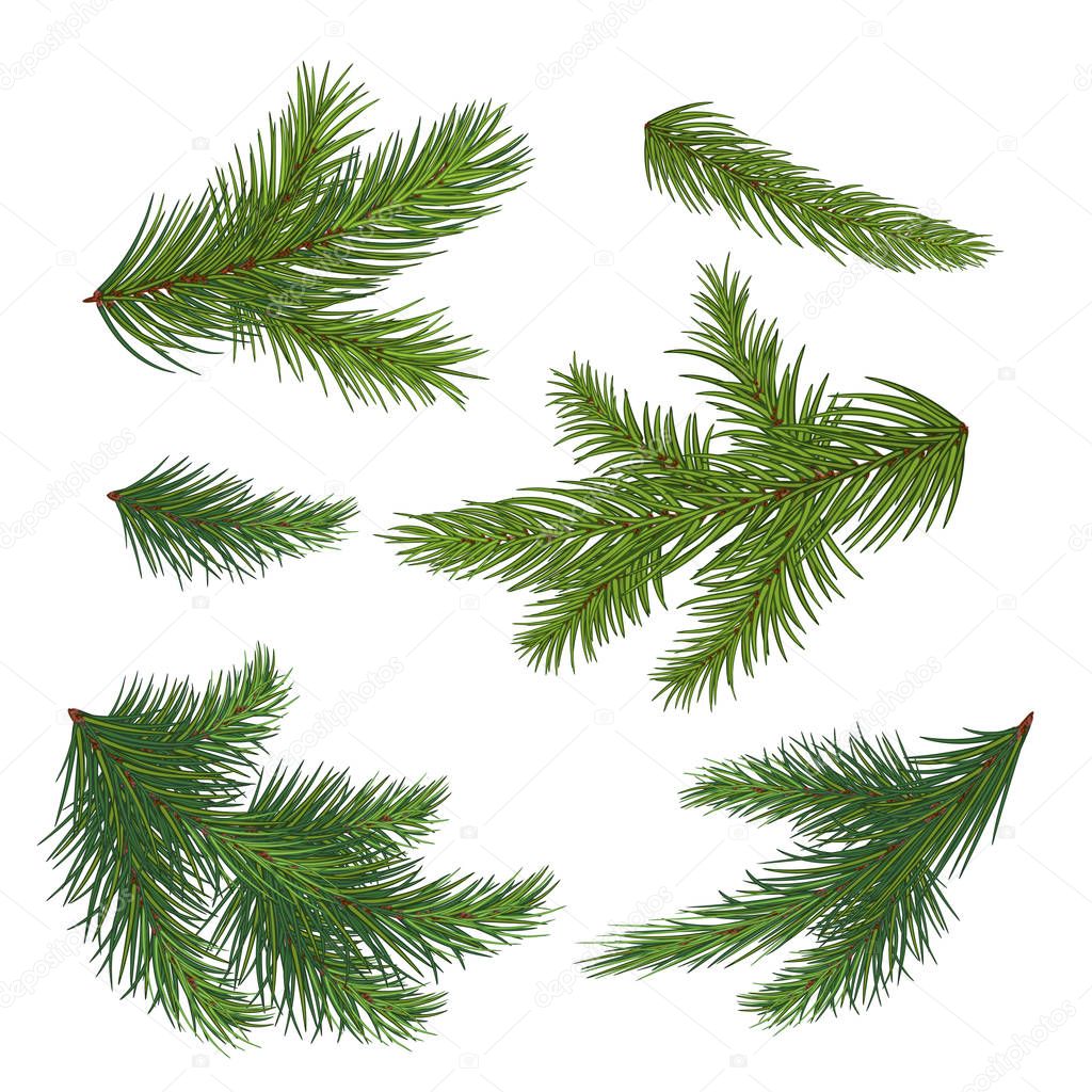 Set of spruce branch isolated on white background. Realistic Chr