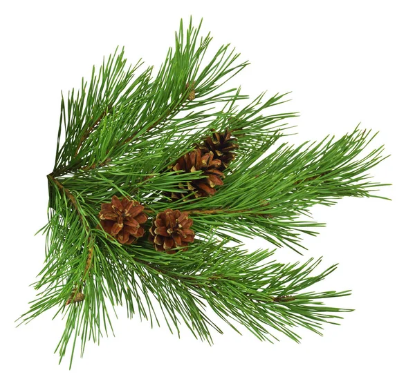 Close up of fir tree branch isolated on white  background withou — Stock Photo, Image