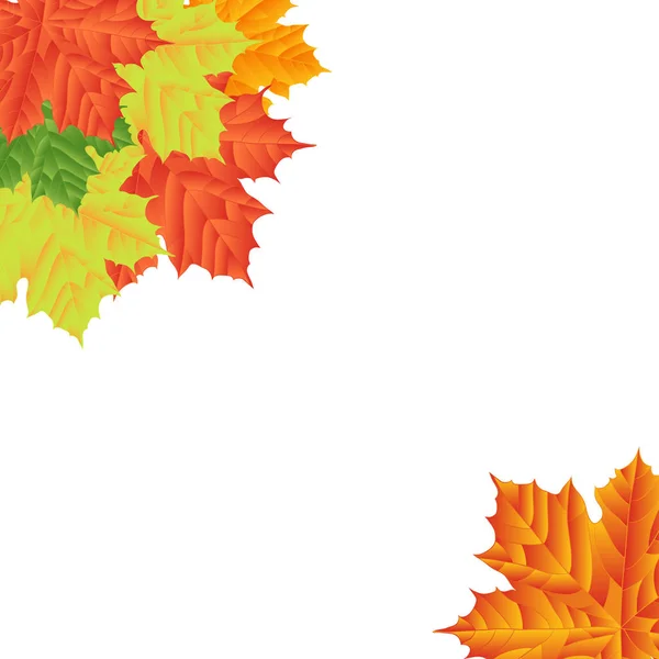 Herbstblätter auf weißem Hintergrund. Vereinzelt. Vektorillustrationen — Stockvektor