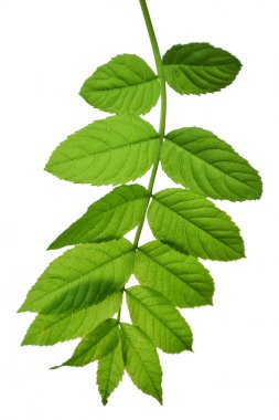 Gölge olmadan beyaz arka plan üzerinde izole mürver yaprağı. Şifalı bitkiler. Bitkisel ilaç. Bahar. Doğa.