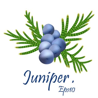 Juniper . Isolated template with berry on branch. Beauty and spa