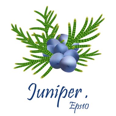 Böğürtlenli ardıç dalı. Ardıç: tıbbi ve gıda bitkisel i