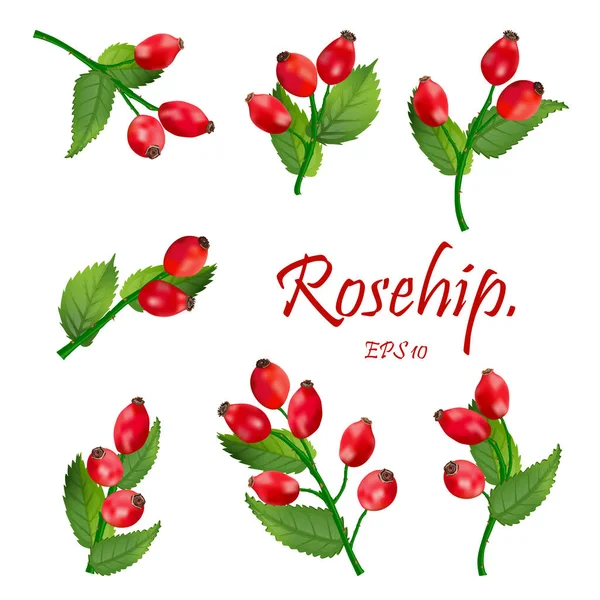 Set of red rosehip berries on branches with green leaves. Medici — Stock Vector