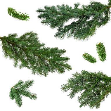 Noel ağacı dalları Noel süsü olarak dizilmiş. Dallar tıkanır
