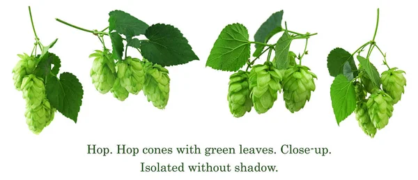 Гілочки хмелю з шишками і зеленим листям. Ізольовані на білому b — стокове фото