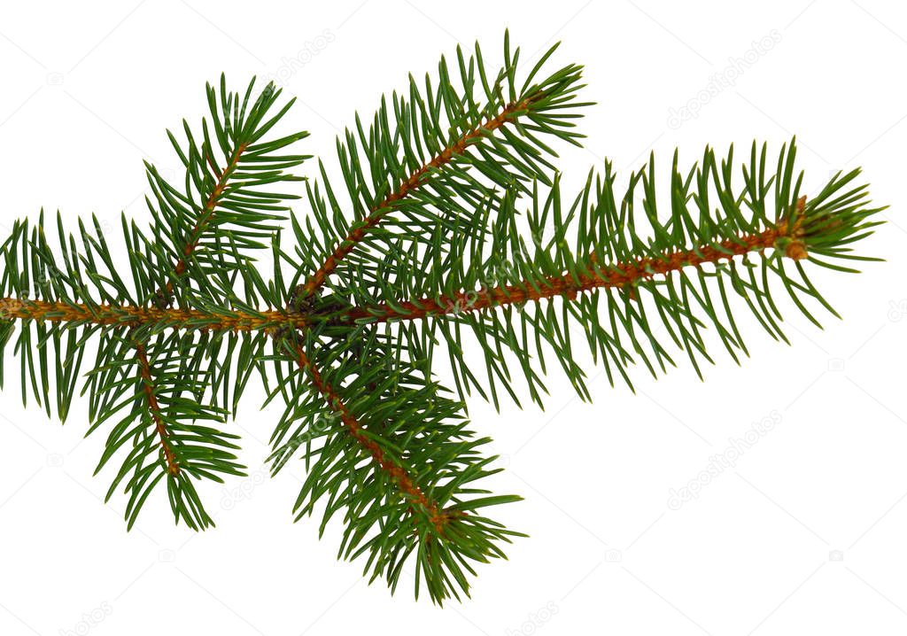 fir tree branches isolated. Branch tree, fir evergreen twig to x