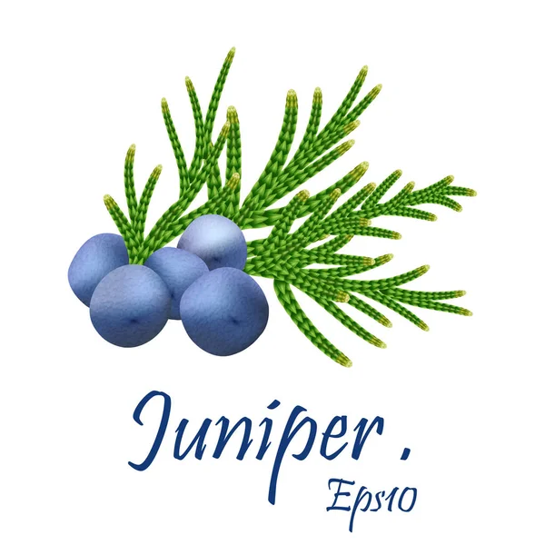 杜松子花枝，浆果。 Juniper：医疗和食品草药i — 图库矢量图片