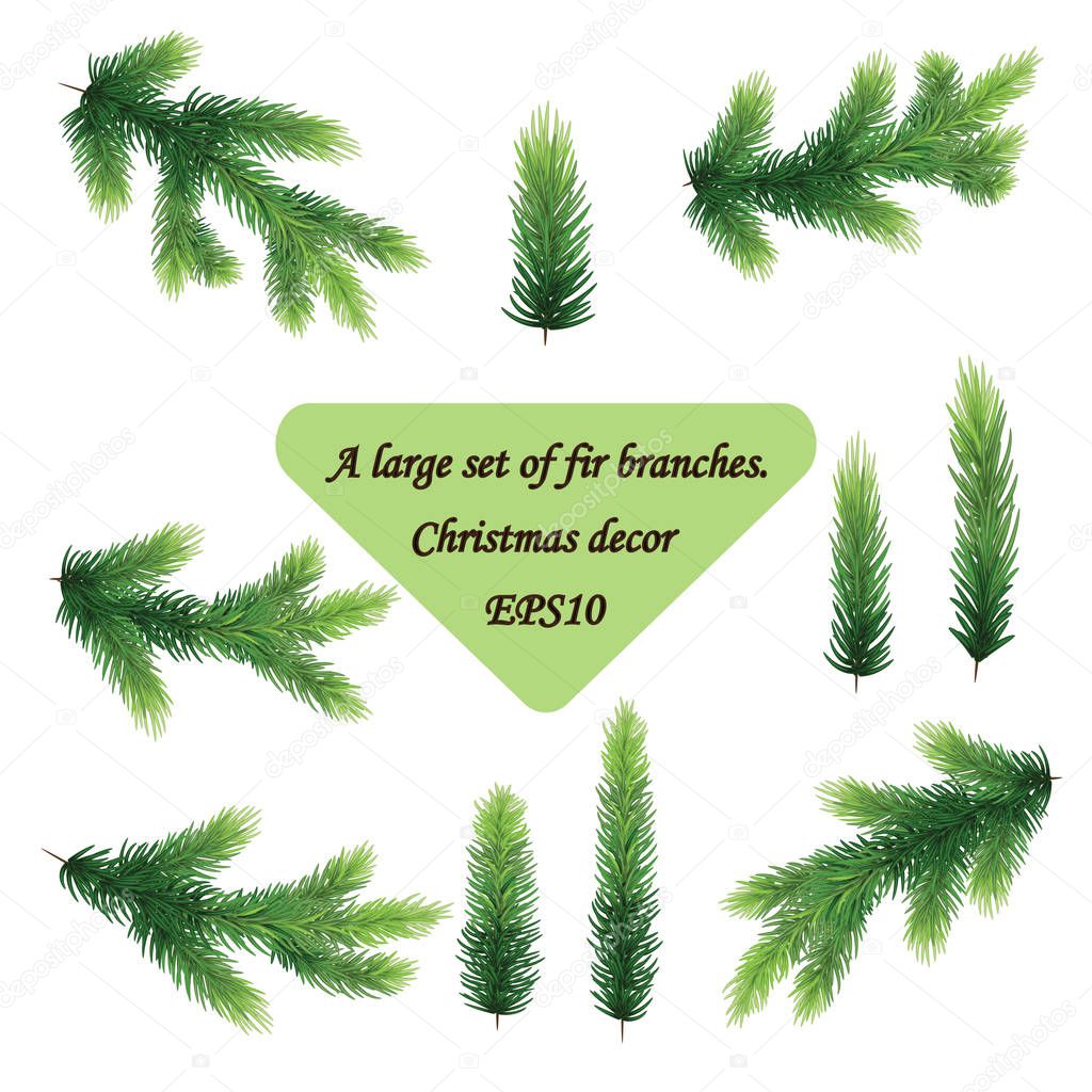 Fir isolated holiday decoration. Set of pine branches. Evergreen