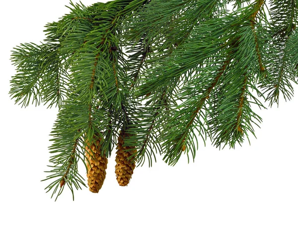 Ramas de árbol de Navidad con conos de pino aislados sobre fondo blanco —  Fotos de Stock