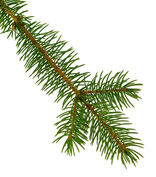 Kiefernzweig / Kiefernzweig. Fichte. Tannenbaum. Dekoration für — Stockfoto