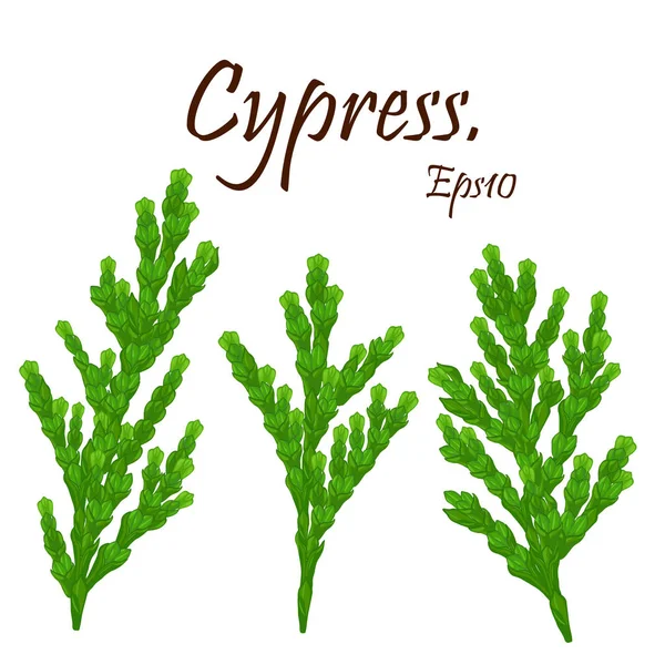Зеленый кипарис с конусами. Кипарис с растущими шишками — стоковый вектор