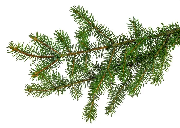 クリスマスの植物。モミの枝クリスマス冬の植物装飾 — ストック写真