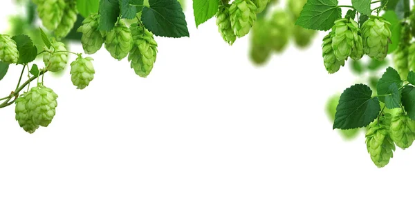 Widescreen natural background with hop branches, cones and leave — Stock Photo, Image