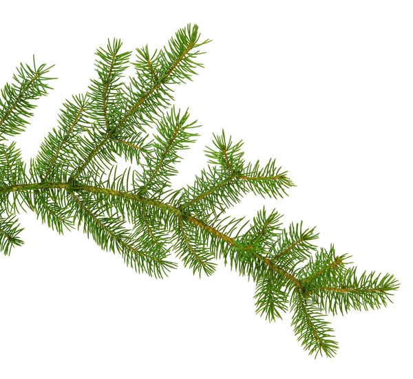 Pine branch / pine-tree twig. Spruce . fir-tree. Decoration for — Stock Photo, Image