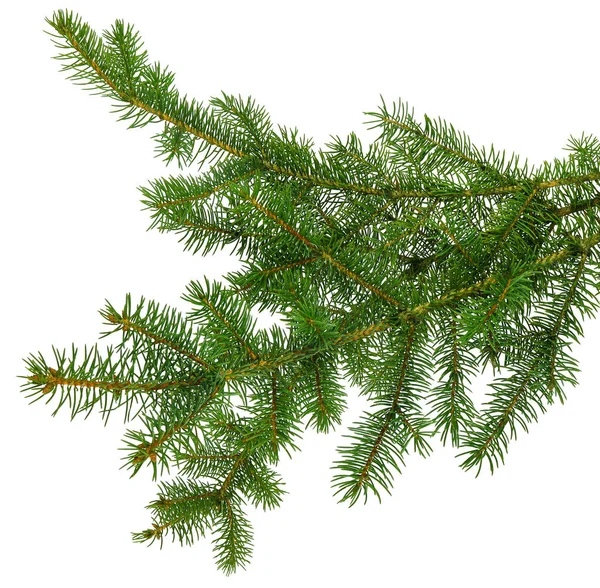 Сосновая ветка / сосновая ветка. Ель. fir-tree. Украшение для Стоковое Фото