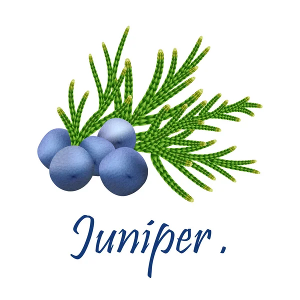 Juniper is a medical and food herbal ingredient.  Juniper branch — Stock Photo, Image