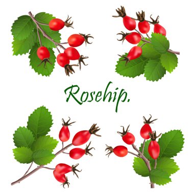 Rosehip ya da Dog Rose 'lu bir dal, şifalı bitki. Lea ile bir demet