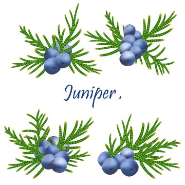 Ardıç dalları. - Yakın çekim. Yeşil ardıç ağacı dalları