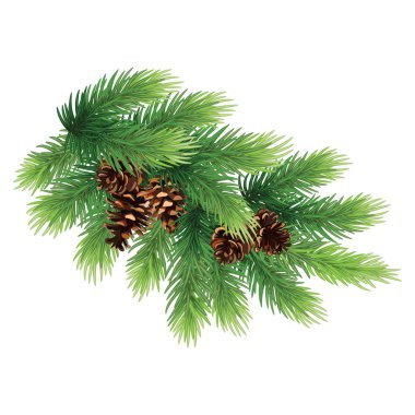 Noel ağacı kozalaklı ağaç dalları ve kozalakları.