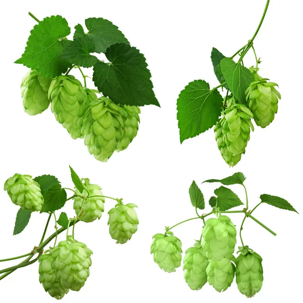Green hop plants, isolated on white background.  ripe green hop — Stock Photo, Image
