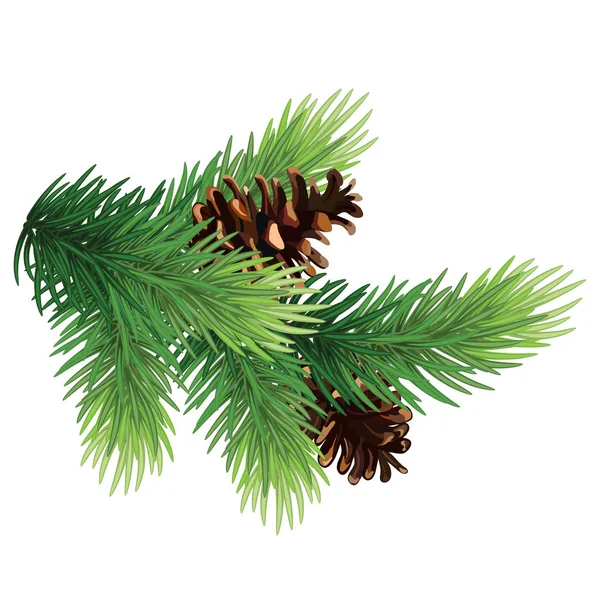 Árvore de Natal coníferas ramos e cones.Fir ramo de árvore com c — Vetor de Stock