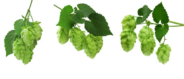 Set of hop cones with leaves. Fresh green hop plant with leaves. — Stock Photo, Image