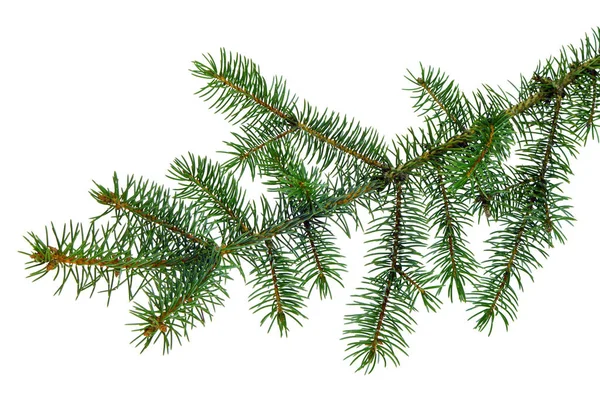 Julväxter. Fir gren. Jul vinter botanisk inredning — Stockfoto