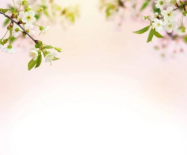 Flores de cerezo sobre el fondo borroso de la naturaleza. Fondo de primavera — Foto de Stock