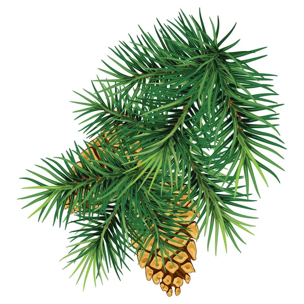 Ramo verde de uma árvore de Natal / pinho com cones.Isolado com — Fotografia de Stock
