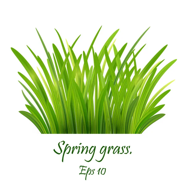 Herbe de printemps, pelouse. Herbe verte Isolé sur fond blanc, tuf — Image vectorielle
