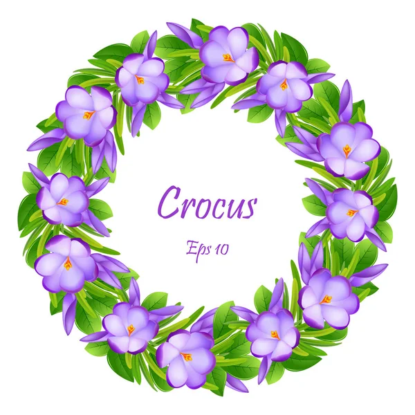 Венок весенних крокусов. Фиолетовые цветы и зеленые листья с — стоковый вектор