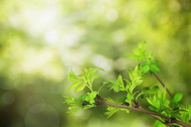 Yeşil bulanık arkaplan, yeşil yeşiller ve bokeh. Doğa. Evet.
