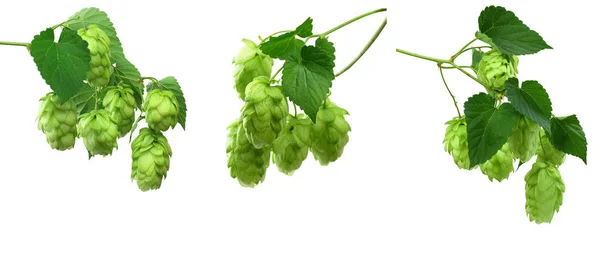 Plants cultivated for use by brewing industry, flavor ingredient — Stock Photo, Image