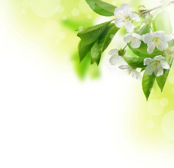 Fiore di ciliegio. Albero dei fiori sullo sfondo della natura. Sacura cher — Foto Stock
