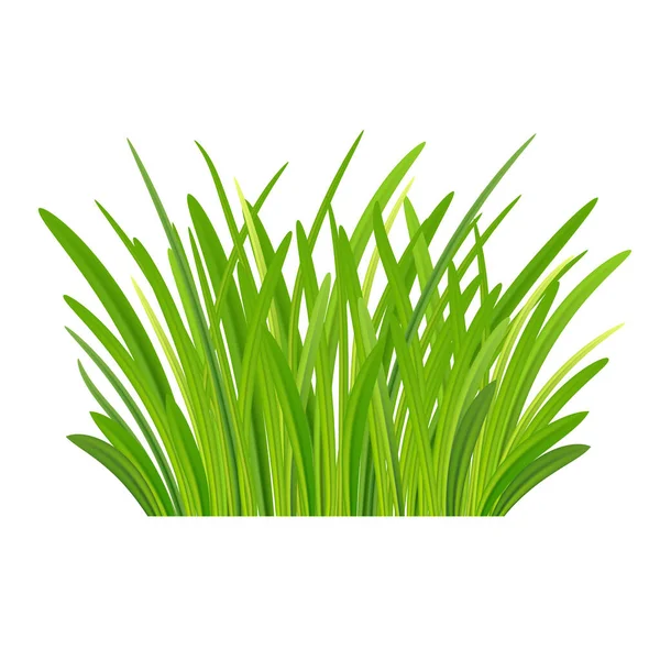 Świeża wiosenna trawa. łąka. Zielona trawa izolowana na białym grzbiecie — Zdjęcie stockowe