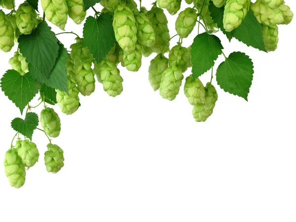Hop cones isolated on white background. Beer brewing ingredients — Stock Photo, Image
