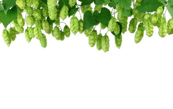 Garland Hop Cones Green Leaves Isolated Shadow Background Brewing Concept — Stock Photo, Image