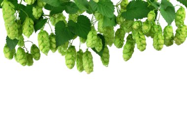 Beyaz arka planda izole edilmiş zıplama konileri. Bira ve ekmek üretimi için yeşil kozalaklar. Bira malzemeleri. Bira fabrikası konsepti. Bira arkaplanı. 