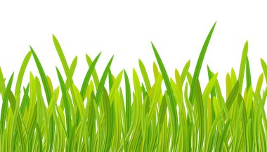 Çayır. Bahar, yaz mevsimi. Gerçekçi, pürüzsüz yeşil çimen sınırı ya da çerçeve beyaza izole edilmiş - doğa, ekoloji, çevre, bahçe şablonu.