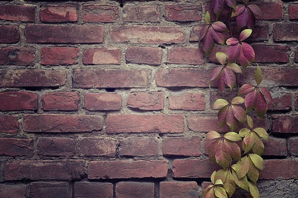 Brick red wall and purple plant texture background, Autumn Leaves On red Brick Wall. Wild grape on the wall of an old building. Texture, pattern, background, autumn.