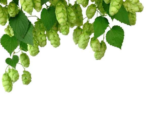 Hop Branches Cones Green Leaves Isolated Shadow Common Hop Humulus — Stock Photo, Image