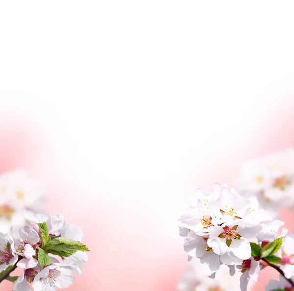 Las Flores Sakura Acercan Cerezo Floreciente Fondo Primavera Brillante Con — Foto de Stock