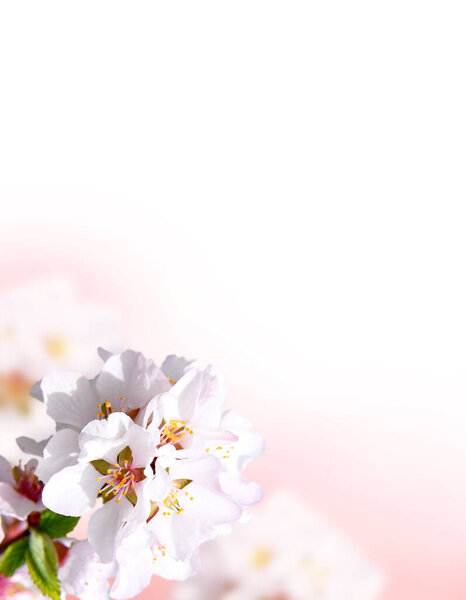 Cherry blossoms over blurred nature background. Spring flowers. Spring background with bokeh. Branches of blooming cherry on a natural background. Close-up.