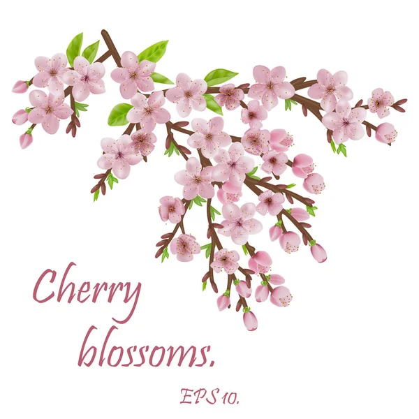 Blossom Sakura Cherry Flowers Oriental Ivite Flyer Beauty Offer Wedding — Stock Vector