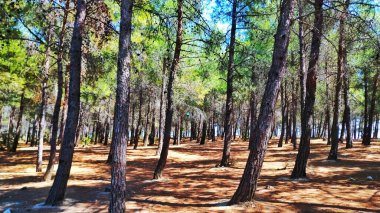 Yeşil doğa ağaçları ve toprak