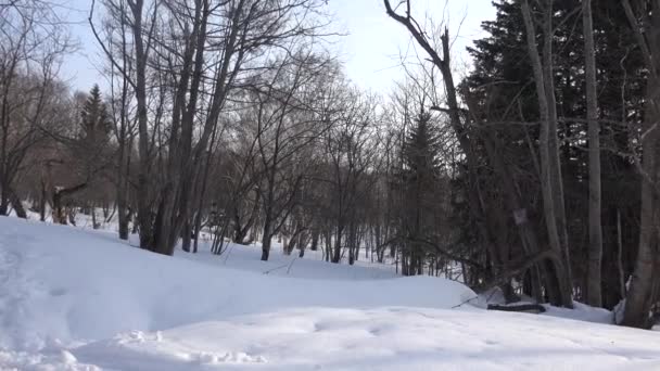 Winter forest on Sakhalin — Stock video