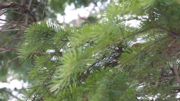 Spruce grenar i snö vilda skogen — Stockvideo